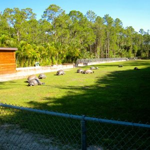 ALDABRA BREEDER