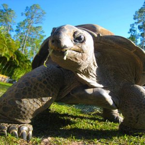 ALDABRA BREEDER