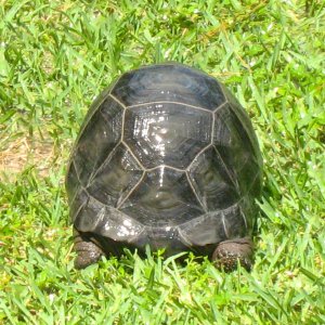 ALDABRA BREEDER