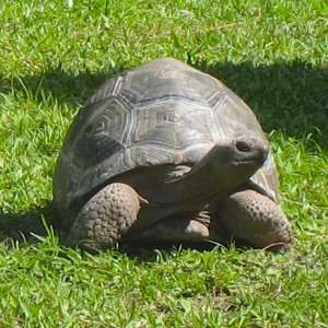 ALDABRA BREEDER