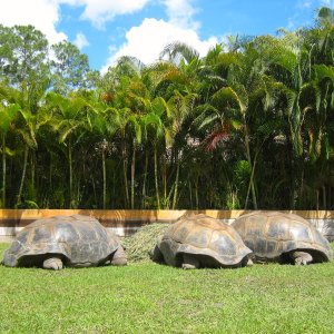 ALDABRA BREEDER