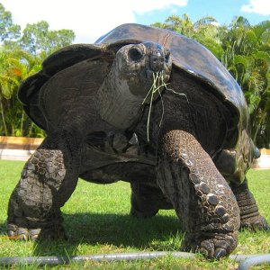 ALDABRA BREEDER