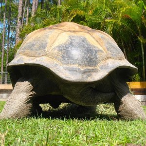ALDABRA BREEDER