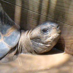 ALDABRA BREEDER