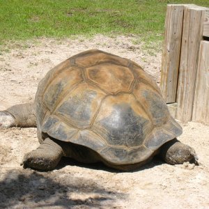 ALDABRA BREEDER