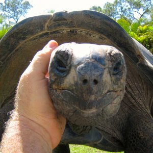 ALDABRA BREEDER