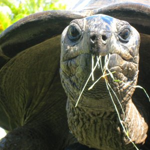 ALDABRA BREEDER
