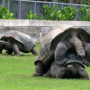 ALDABRA BREEDER