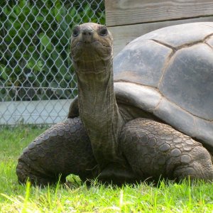 ALDABRA BREEDER