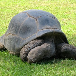 ALDABRA BREEDER