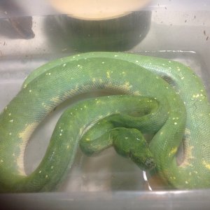 GTP