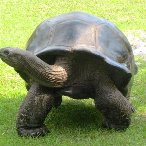 ALDABRA BREEDER