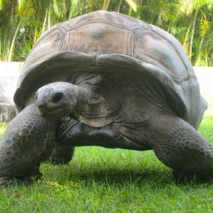 ALDABRA BREEDER