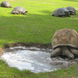 ALDABRA BREEDER