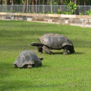 ALDABRA BREEDER