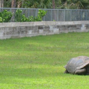 ALDABRA BREEDER