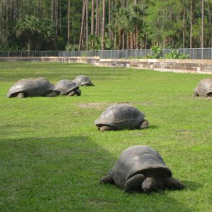 ALDABRA BREEDER