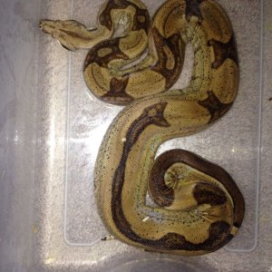 Male jungle het moonglow