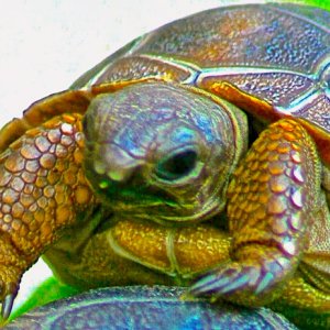 ALDABRA BREEDER