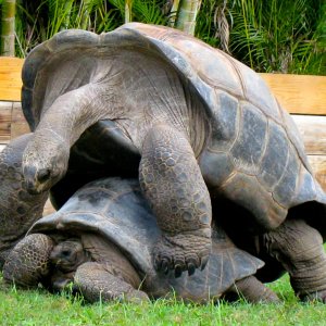 ALDABRA BREEDER
