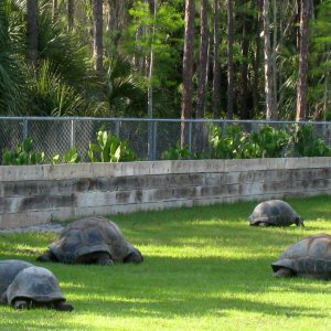 ALDABRA BREEDER
