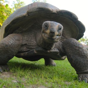 ALDABRA BREEDER