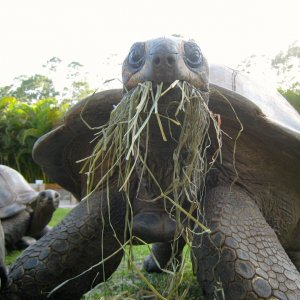 ALDABRA BREEDER