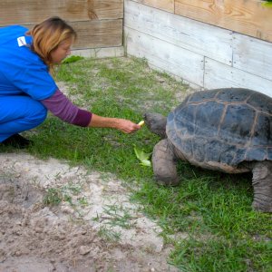 ALDABRA BREEDER