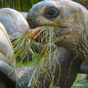 ALDABRA BREEDER