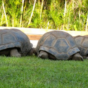 ALDABRA BREEDER