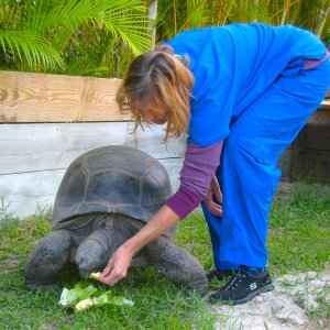 ALDABRA BREEDER