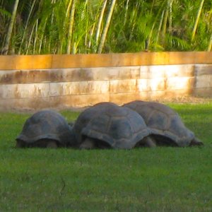 ALDABRA BREEDER