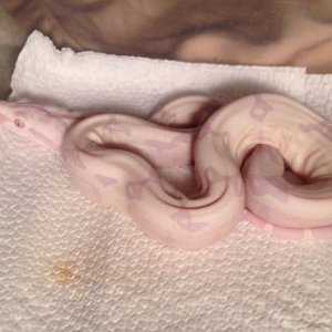 Fresh shed possible jungle moonglow