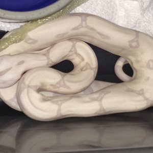 The other, fresh shed possible jungle moonglow.