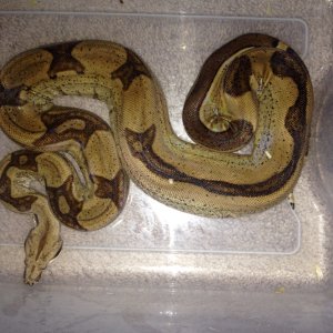 Male hypo jungle het for moonglow (anery and albino) from Jeff ronne
