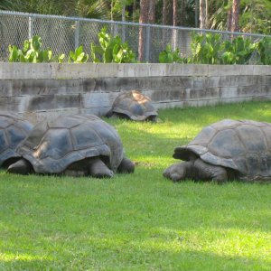 ALDABRA BREEDER
