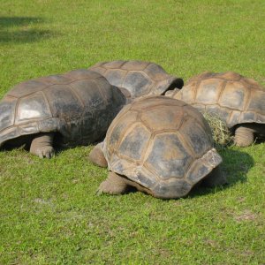 ALDABRA BREEDER