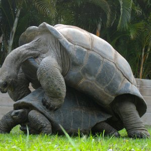ALDABRA BREEDER