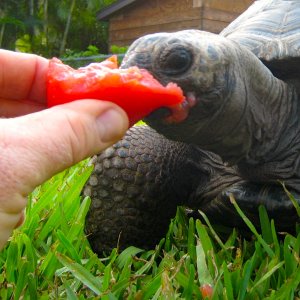 ALDABRA BREEDER