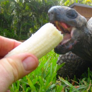 ALDABRA BREEDER