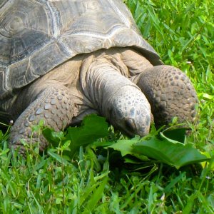 ALDABRA BREEDER