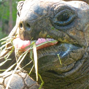 ALDABRA BREEDER