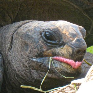 ALDABRA BREEDER