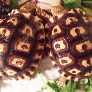 LEOPRACATA_hatchlings_2_months