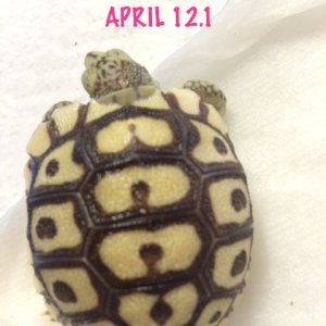 April 12.1 hatchling