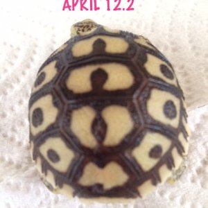 April 12.2 hatchling