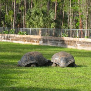 ALDABRA BREEDER