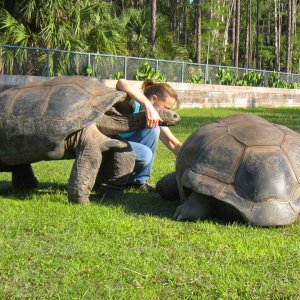 ALDABRA BREEDER