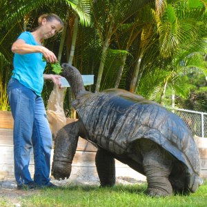 ALDABRA BREEDER