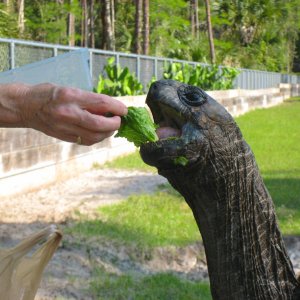 ALDABRA BREEDER